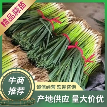 【精品】红根蒜苗，产地大量供应，价格优惠，欢迎实地考察