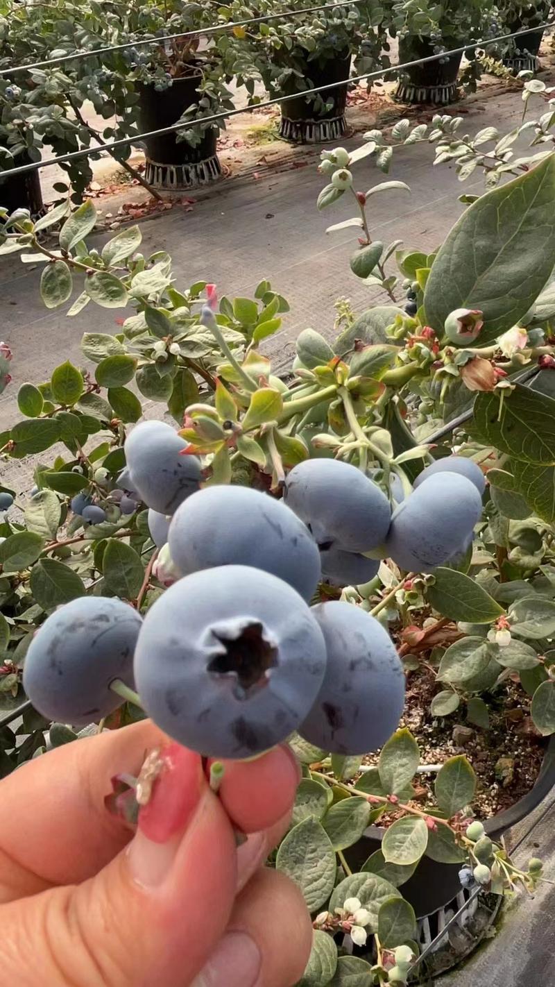 蓝莓莱克西绿宝石瑞卡薄雾蓝莓品种齐全现摘现发