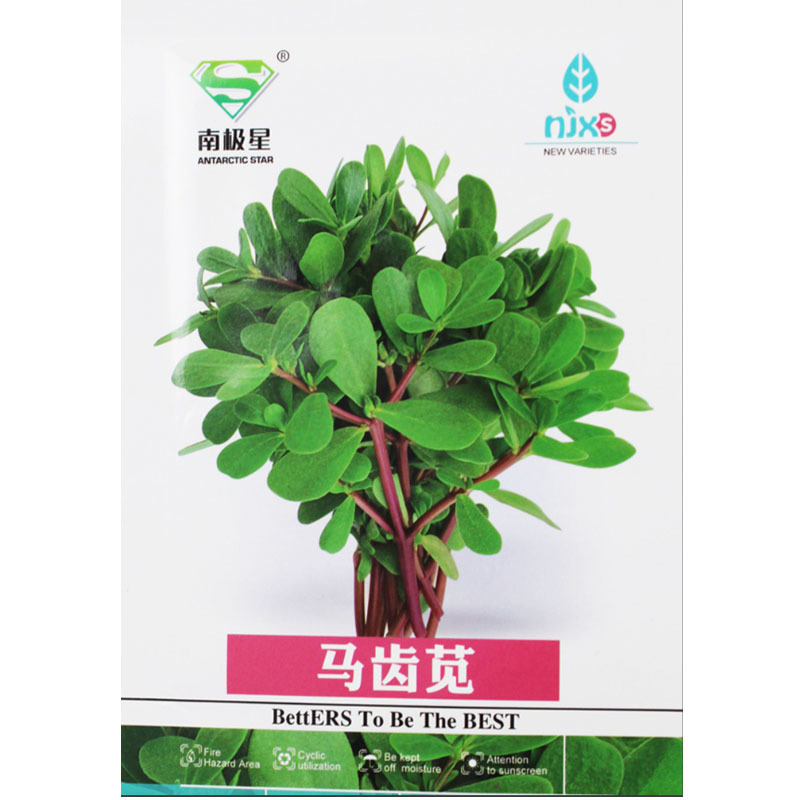 荷兰马齿苋种子直立马齿汗马蜂菜四季种植生长速度快耐热