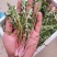 婆婆丁蒲公英东北特产蘸酱菜下饭菜野菜量大从优来电洽谈