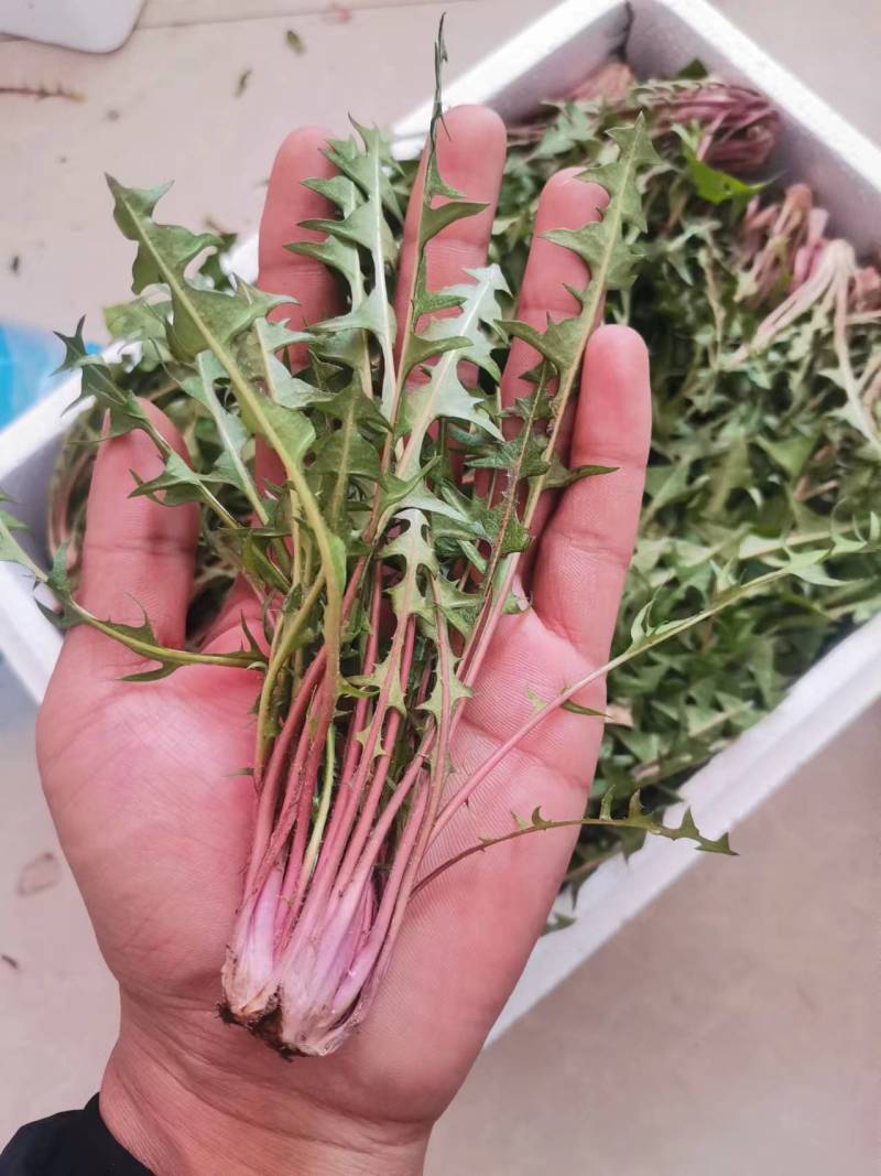 婆婆丁蒲公英东北特产蘸酱菜下饭菜野菜量大从优来电洽谈