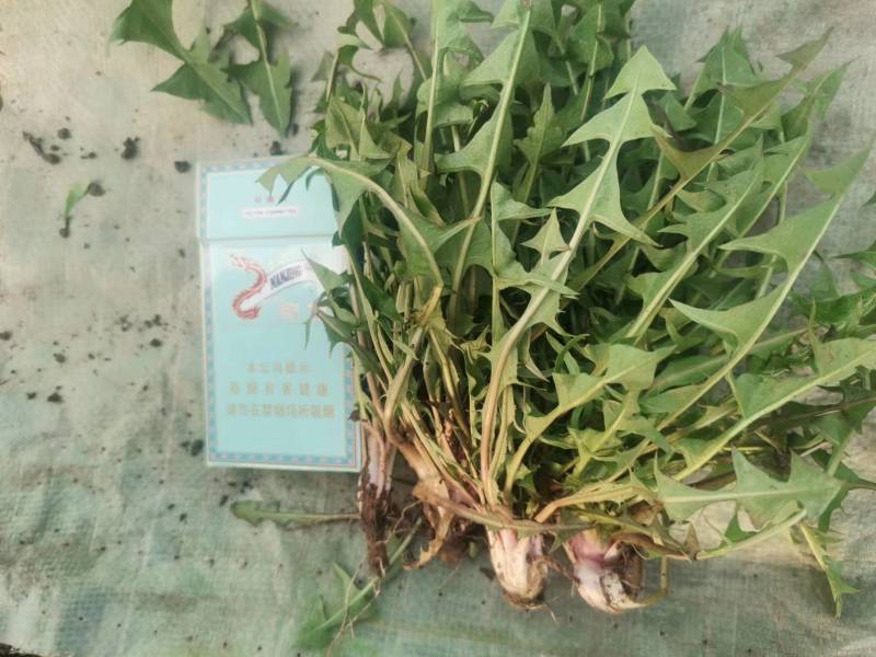 婆婆丁蒲公英东北特产蘸酱菜下饭菜野菜量大从优来电洽谈