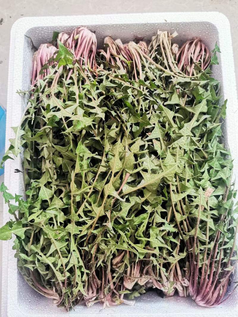 婆婆丁蒲公英东北特产蘸酱菜下饭菜野菜量大从优来电洽谈