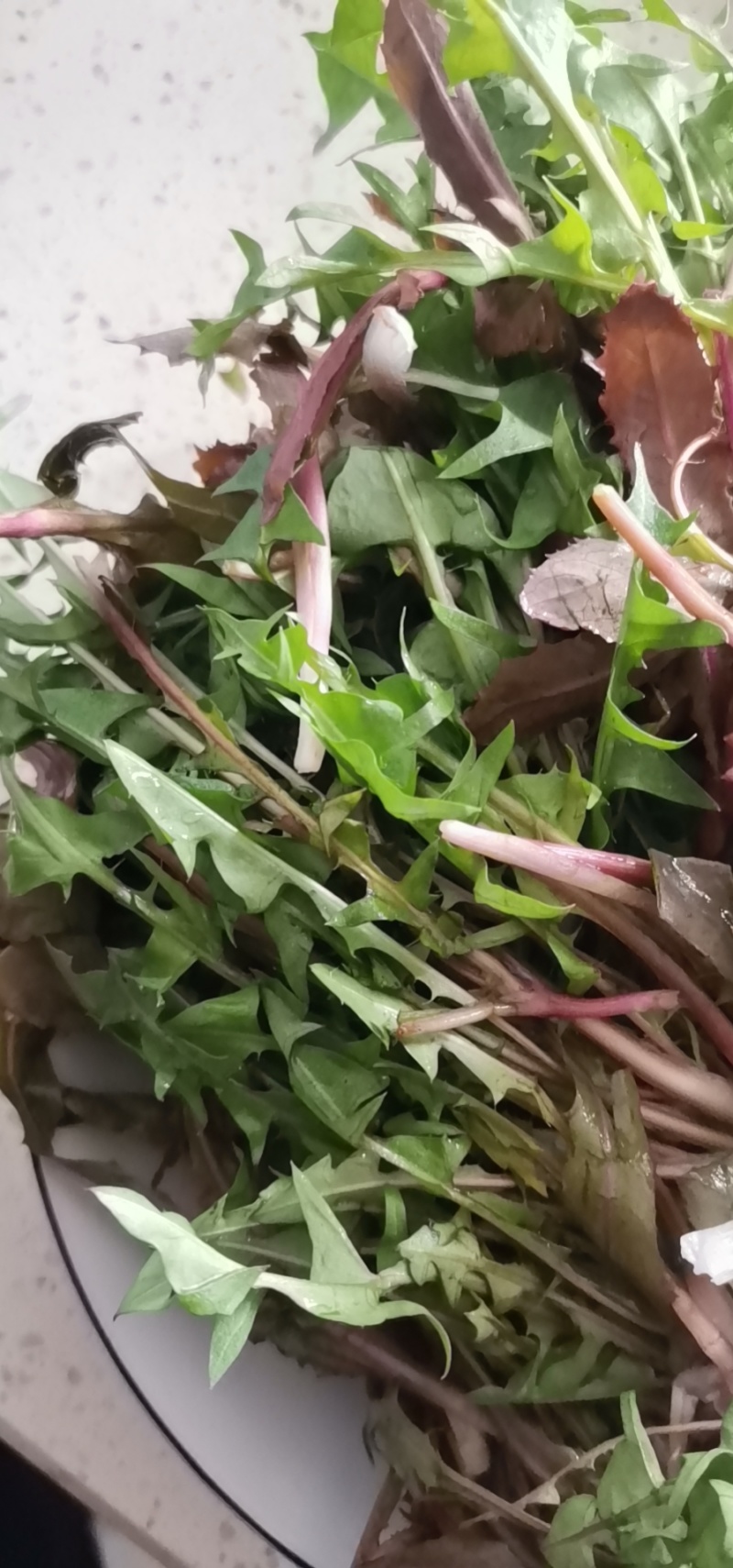 婆婆丁蒲公英东北特产蘸酱菜下饭菜野菜量大从优来电洽谈