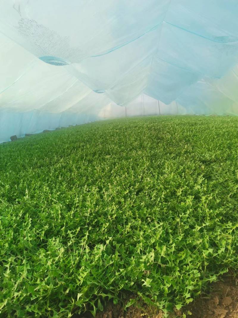 婆婆丁蒲公英东北特产蘸酱菜下饭菜野菜量大从优来电洽谈