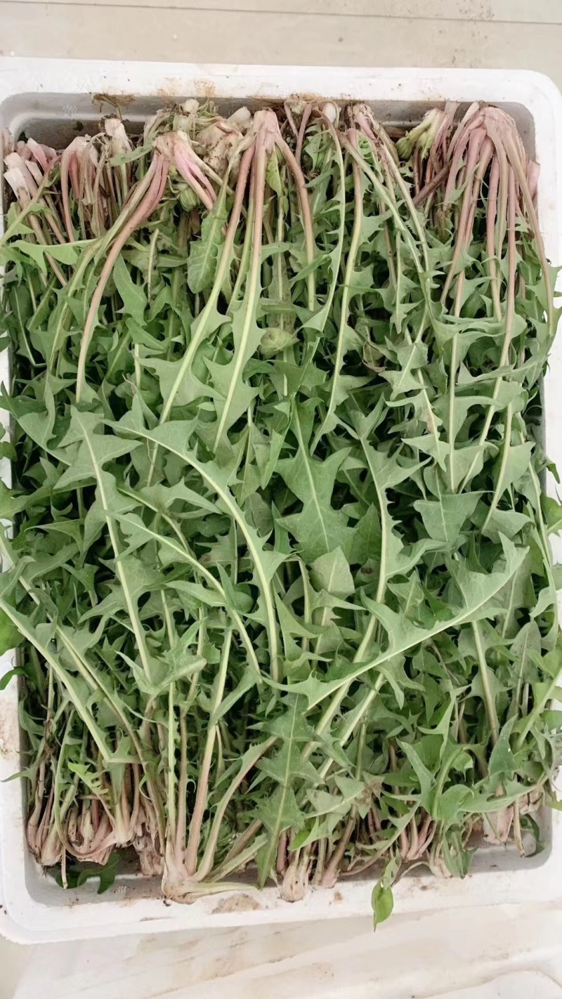 婆婆丁蒲公英东北特产蘸酱菜下饭菜野菜量大从优来电洽谈