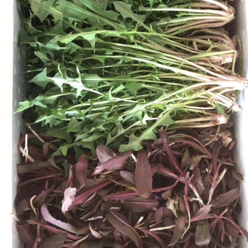 婆婆丁蒲公英东北特产蘸酱菜下饭菜野菜量大从优来电洽谈