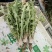 婆婆丁蒲公英东北特产蘸酱菜下饭菜野菜量大从优来电洽谈