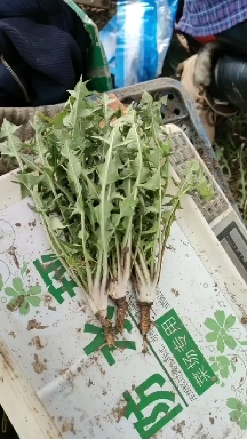 婆婆丁蒲公英东北特产蘸酱菜下饭菜野菜量大从优来电洽谈