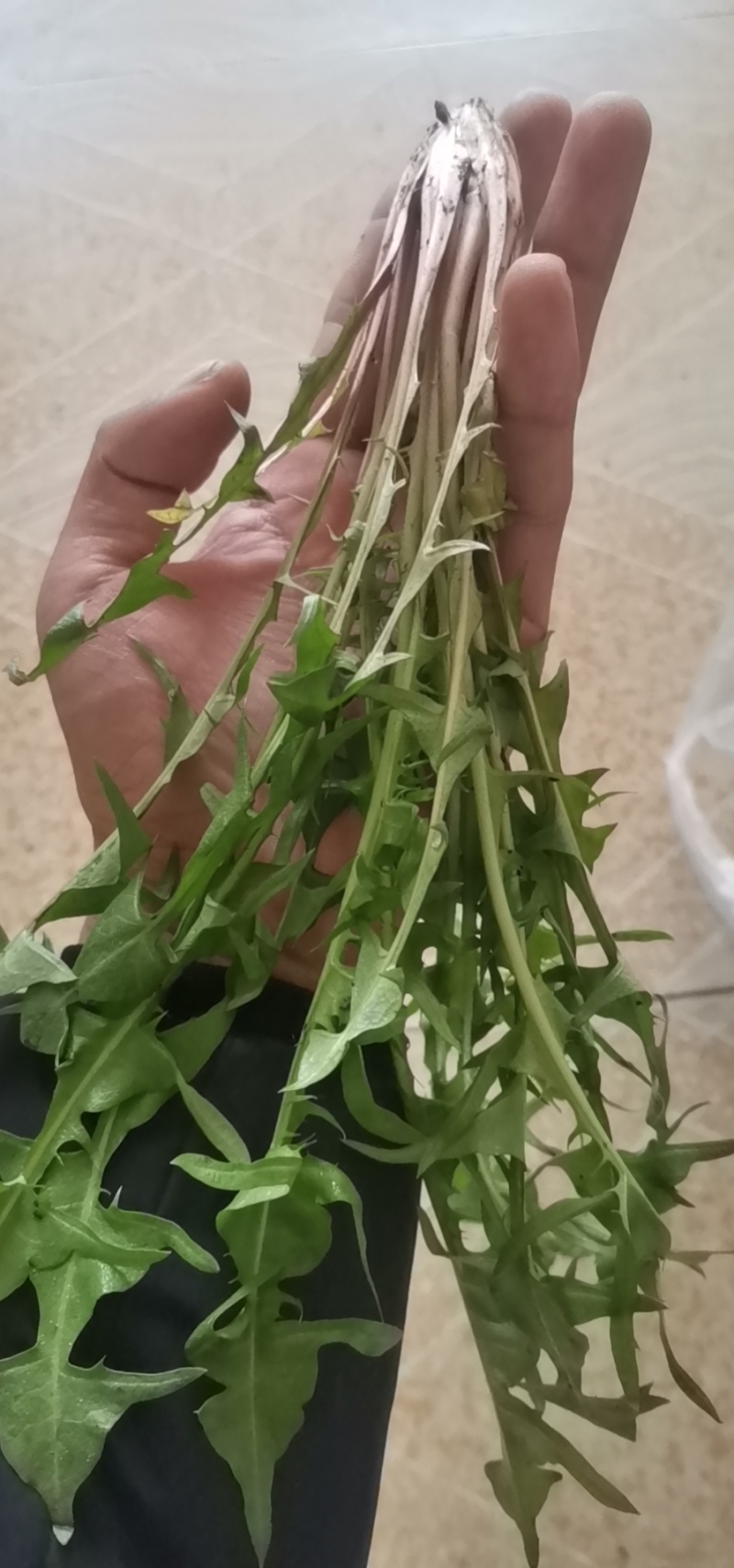 婆婆丁蒲公英东北特产蘸酱菜下饭菜野菜量大从优来电洽谈
