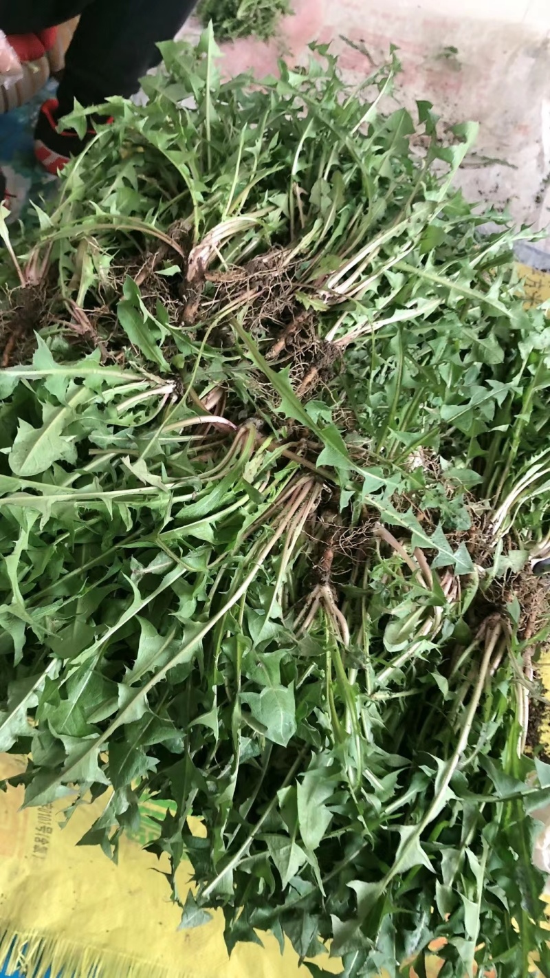 婆婆丁蒲公英东北特产蘸酱菜下饭菜野菜量大从优来电洽谈