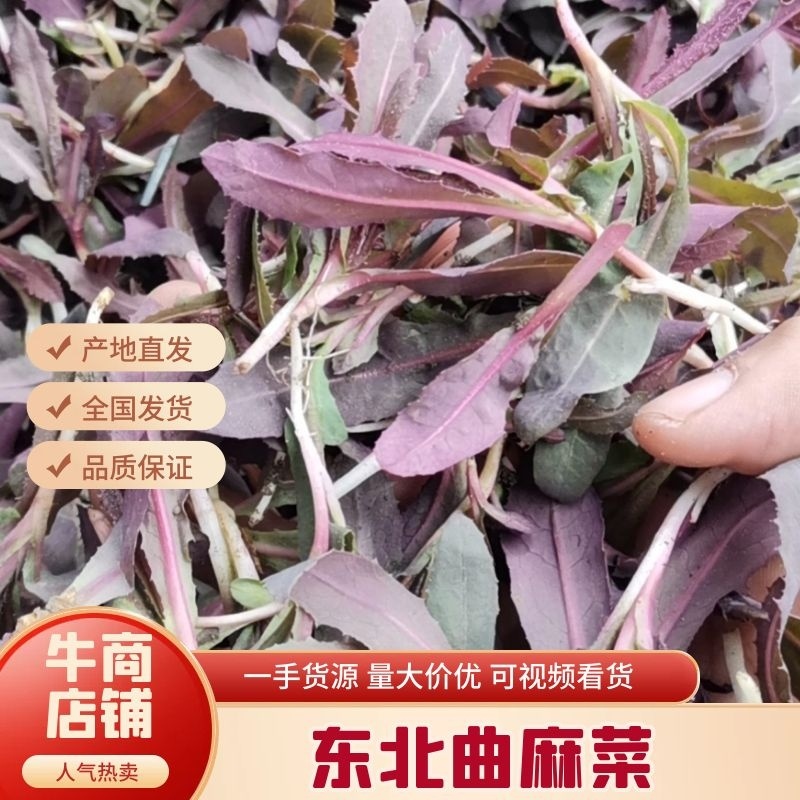 东北曲麻菜苦菜曲曲菜山野菜蘸酱菜现挖现发坏了包赔售后无忧