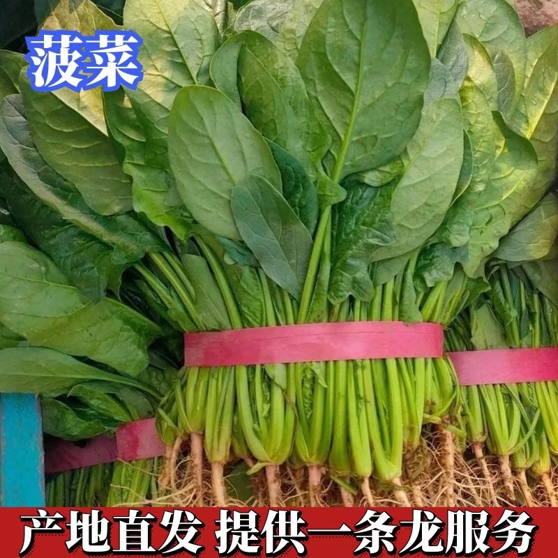 大叶菠菜河北菠菜大量供应产地直发可视频看货选货