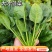 大叶菠菜河北菠菜大量供应全国发货品质保障量大从优