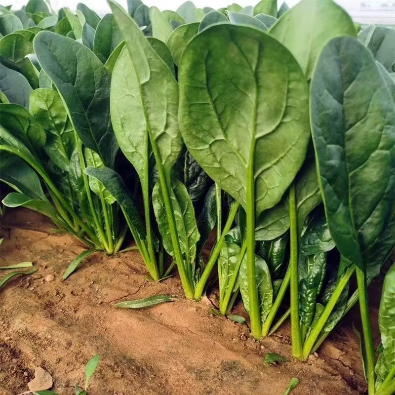 大叶菠菜河北菠菜大量供应全国发货品质保障量大从优