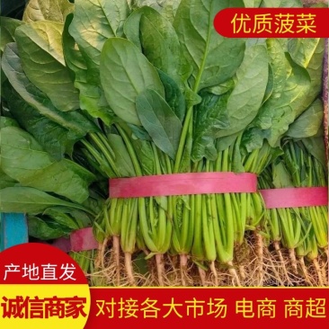大叶菠菜唐山乐亭菠菜叶片大价格便宜全国发货
