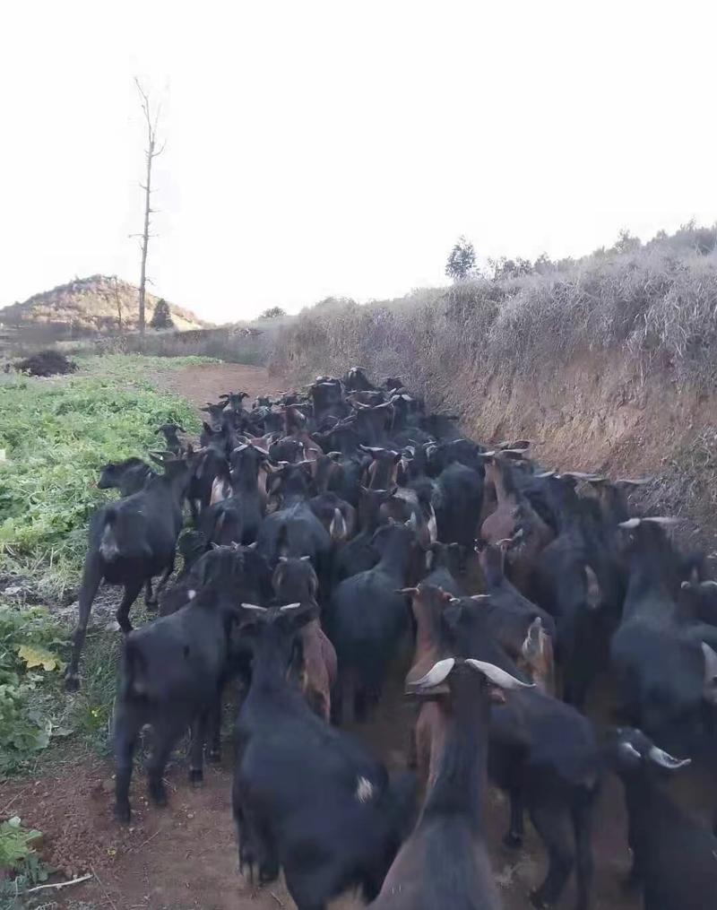 云南本地黑山羊山上散养主食树木花草植物可视频看货电联