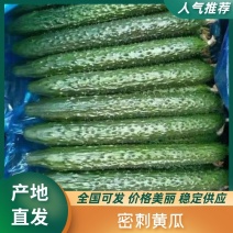 【黄瓜】密刺黄瓜产地直供一手货源量大欢迎订购