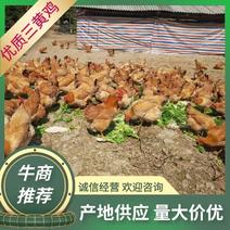 【养殖基地】放养土鸡180天以上养殖可实地选购