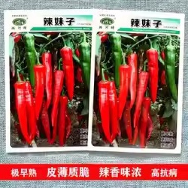 辣妹子辣椒种子，早熟抗病，皮薄质脆，辣香味浓，耐低温耐热