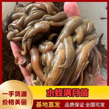 苏南青年苗买多少送多少成活率高生长快产量高