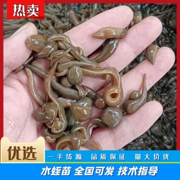 苏南水蛭苗基地直供包产量包成活一件代发保质保量