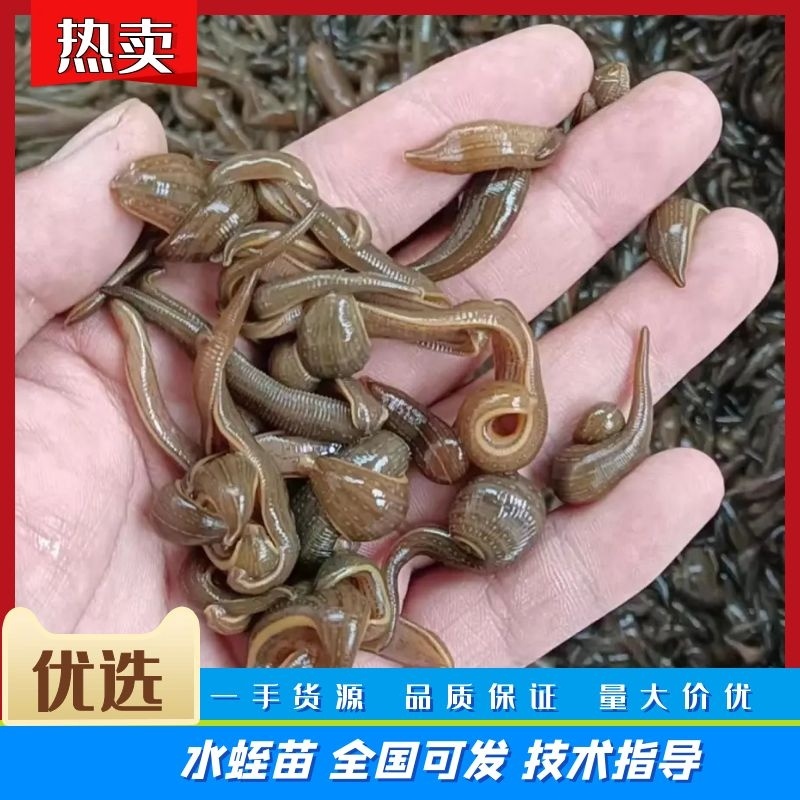 苏南水蛭苗基地直供包产量包成活一件代发保质保量