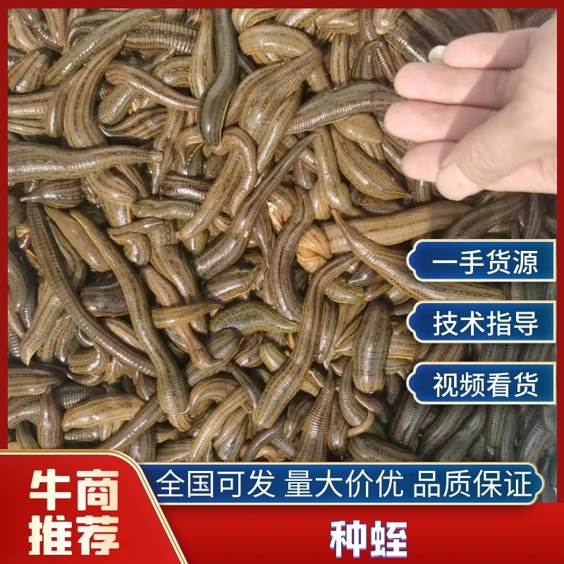【种蛭】苏南25年特大水蛭产茧率99%产地直供电联优惠