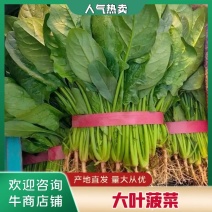 河北邢台大量供应精品大叶菠菜，产地直发诚信经营，全国