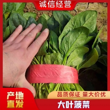 【精品】河北优质精品大叶菠菜，量大，品质优价格可谈