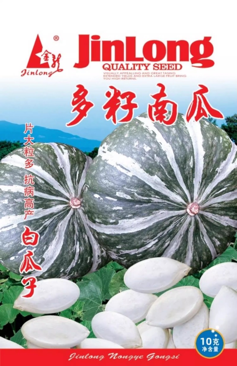 多籽南瓜种子，产籽南瓜，白南瓜籽，籽粒板大均匀，基地种植