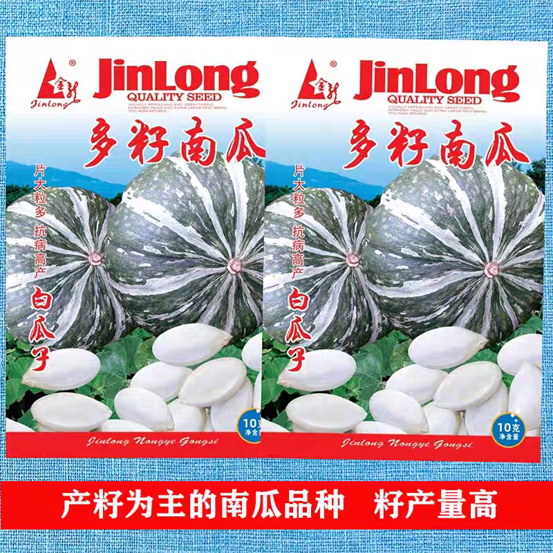 多籽南瓜种子，产籽南瓜，白南瓜籽，籽粒板大均匀，基地种植