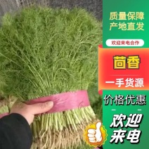 邯郸茴香，河北精品小茴香，对接商超，全年卖货可视频