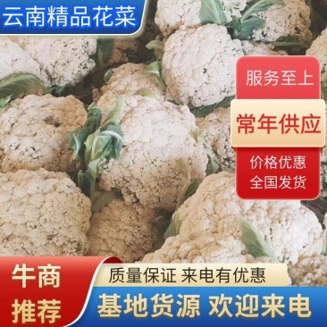 【精品】花菜花菜，产地一手货源，质量保证，欢迎来电咨询合作