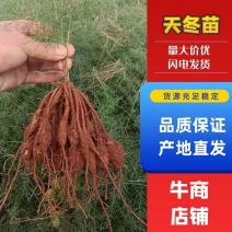 云南大天冬苗，天冬种子基地直发，免费技术指导