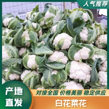 陕西菜花实菜花汉中白菜花1~3斤紧花乳白瓷实欢迎咨询