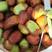 山东特甜枣树苗核小肉多，挂果时间长口感好，中秋到十月有果