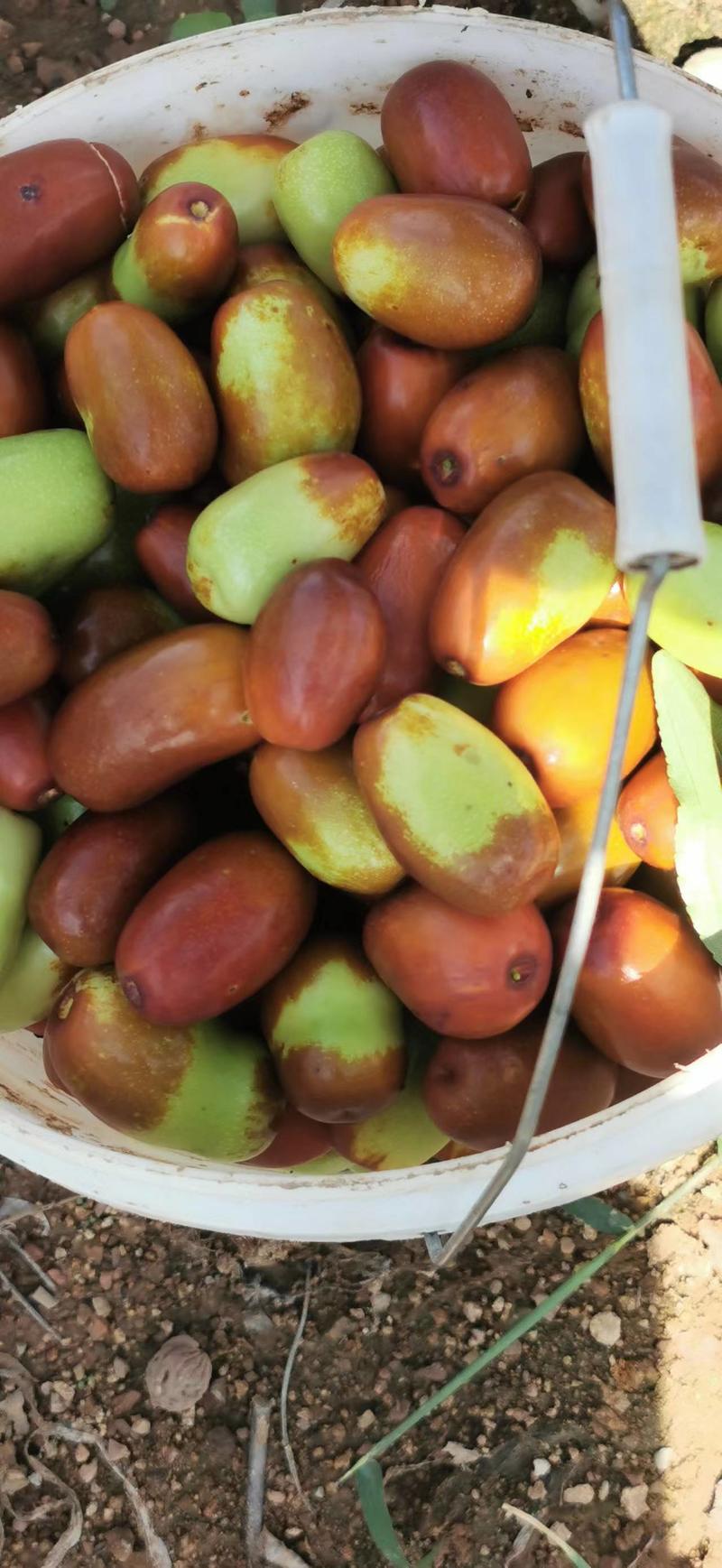 山东特甜枣树苗核小肉多，挂果时间长口感好，中秋到十月有果