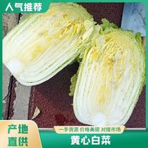 【黄心白菜】大量供应彭州产地直供质量保证量大优惠