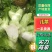 四川儿菜，精品儿菜基地发货大小心，早中熟儿质量保证，量大从优
