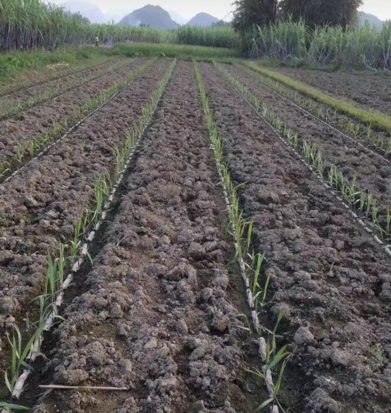 广西黄皮甘蔗苗，基地货源，5～10芽，芽好，质量保证，电联
