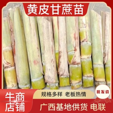广西黄皮甘蔗苗，基地货源，5～10芽，芽好，质量保证，电联