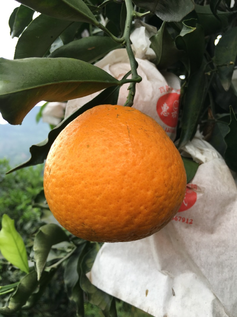 四川眉山青见柑桔，产地直发，一手货源，欢迎电话联系