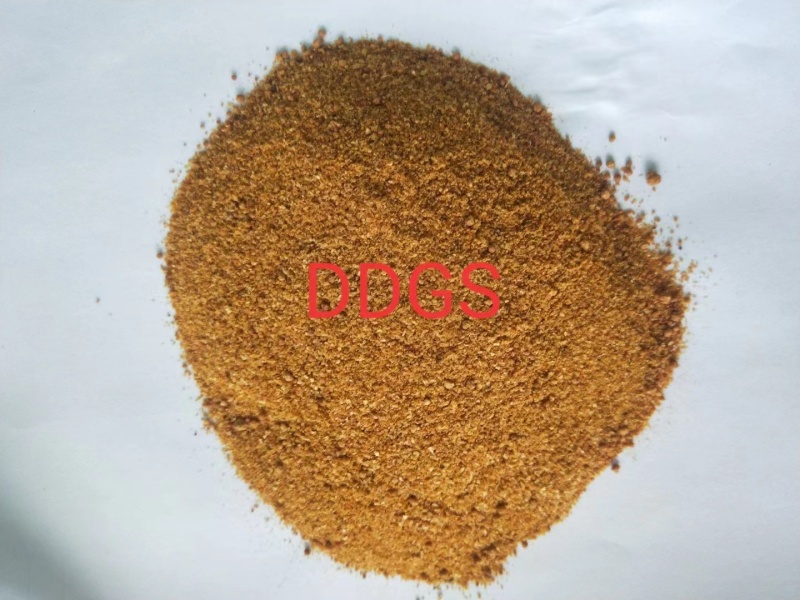 河北玉米酒槽DDGS，一手货源，品质保证，欢迎来电