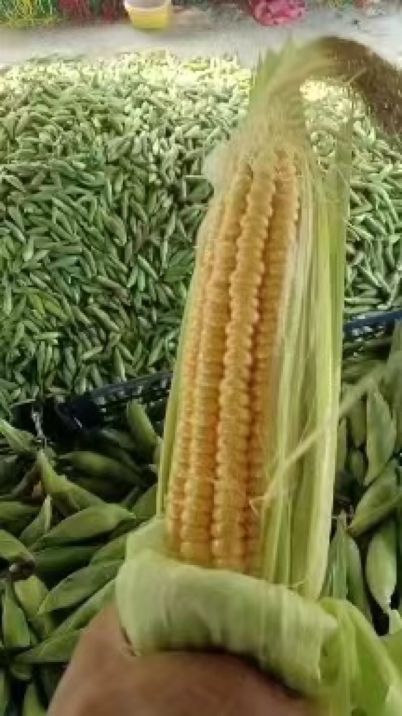【实力热卖】精品徐闻水果玉米甜玉米大吨位供应市场团购商超