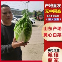 黄心白菜山东白菜春季弓棚白菜产地直发对接全国市场