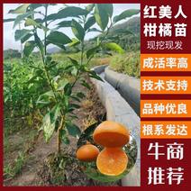 两年生象山红美人柑橘苗，主干粗壮，分枝分明，树型佳。