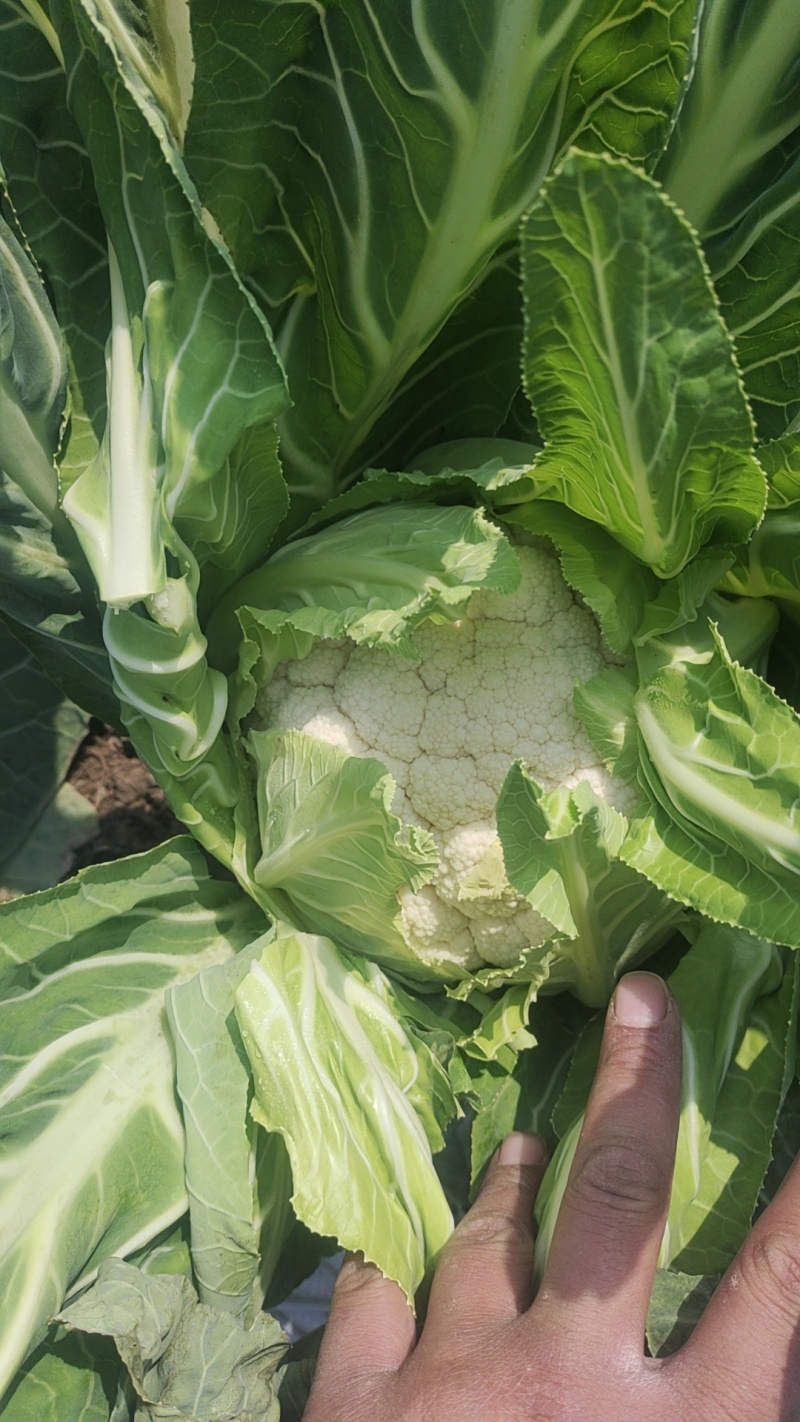 【千亩基地】精品松花菜，现砍现发量大质优，对接全国市场