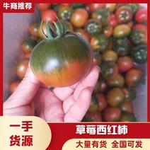 山东烟台海阳草莓西红柿货源充足量大优惠甜度高
