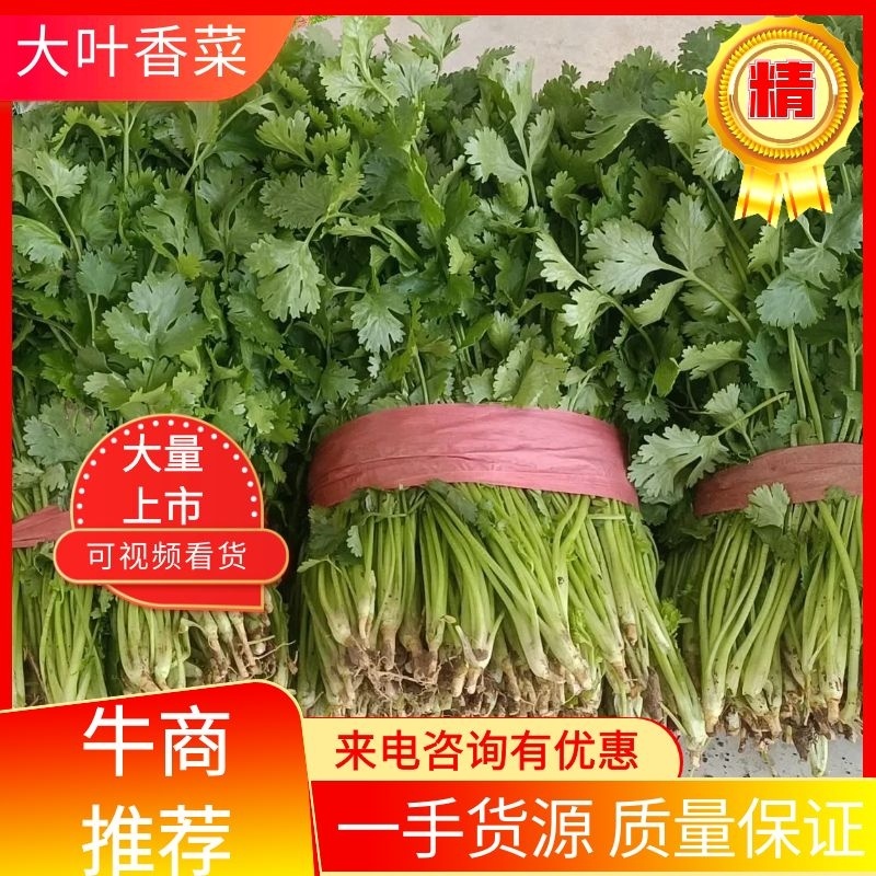 山西运城新鲜大叶香菜物美价廉诚信代办欢迎老板联系